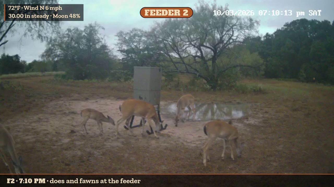 A frame from our automatic daily trail-camera video: does and fawns at a feeder at dusk, with a caption the pipeline wrote itself.